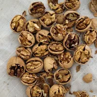 کارگاه خشکبار