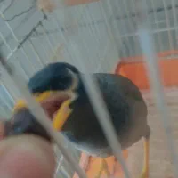 جوجه عروس هلندی و مرغ مینا|پرنده|دوگنبدان, |دیوار