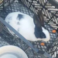 خرگوش|موش و خرگوش|ورامین, ورامین|دیوار