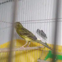 قناری نر سبز چمنی
