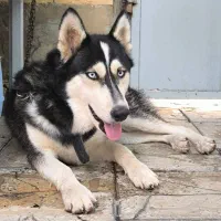 فروش سگ های هاسکی