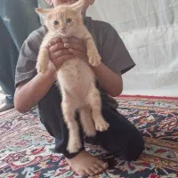 بچه گربه