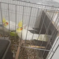 عروس معاوضه با مرغ