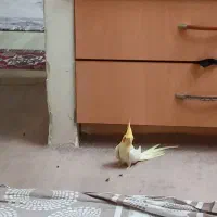 عروس هلندی|پرنده|تهران, شمیران‌نو|دیوار