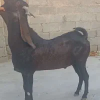 فروشی|حیوانات مزرعه|داراب, |دیوار