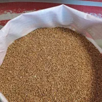 گندم قرمز روس کشاورزی بذری