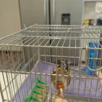 سهره قناری دهن ایوب