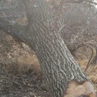 خرید چوب گردو صنوبر ضایعات