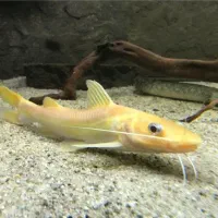 اکواریوم حرفه ای و ماهی خاص|ماهی|زابل, |دیوار