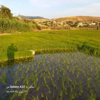 بذر شالی دم سیاه مینودشت
