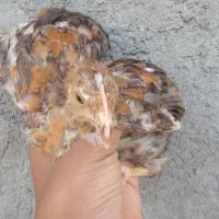 جوجه محلی