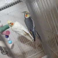 فروش 6جفت عروس هلندی مولد  فقط 1900.000