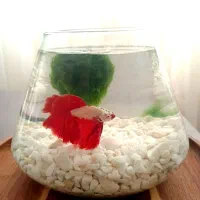 تنگ پینترستی