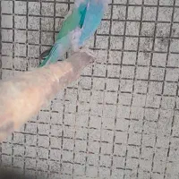 فروش تعداد طوطی|پرنده|پارسیان, |دیوار