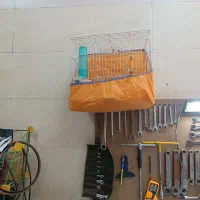 قناری قرص بخون|پرنده|مریوان, |دیوار