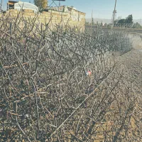 حفاظ منزل دزدگیر نرده جوجه تیغی همراه با جوشکاری|مصالح و تجهیزات ساختمان|شیراز, شهرک گلستان شمالی|دیوار