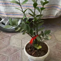 زامفولیا قد بلند و پر برگ