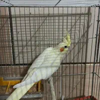 عروس هلندی معاوضه هم با پلاکی