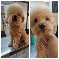 کوتاهی اصلاح و پیرایش حیوانات خانگی(سگ و گربه)|خدمات پیشه و مهارت|مشهد, آبکوه|دیوار