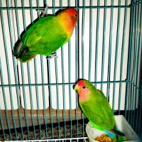 جفت طوطی  برزیلی|پرنده|ری, هاشم‌آباد|دیوار