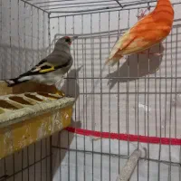 قناری|پرنده|کرمان, |دیوار