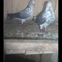 عروس هلندی پیداشده مسکن مهر