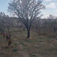 زمین باغ در روستای حاج الوان باغبهادران