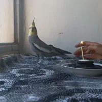 عروس هلندی یک ساله