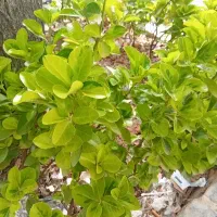 ۲۰۰۰ متر زمین چهارمور