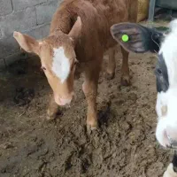 گوساله  سیمینتال  درجه یک