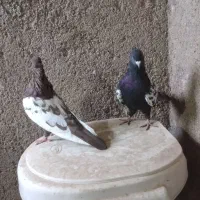 جفت سینه ای با یک جوجه تو چالی|پرنده|فیروزآباد (فارس), |دیوار