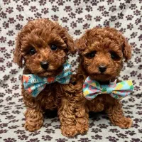 توله سگ توی پودل رد فرفری اورجینال