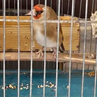 سهره ۵دهنه|پرنده|بروجرد, |دیوار