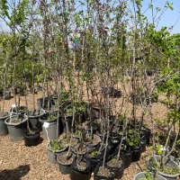 نهال فروشی مهندس آرمین میاندواب