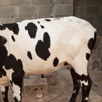 گاو دو رگ جرسی