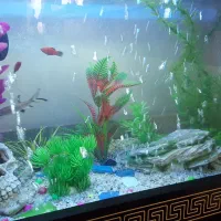 آکواریوم خانگی|ماهی|قم, زنبیل آباد|دیوار