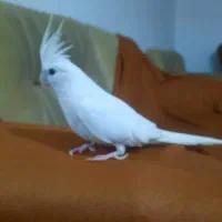 عروس هلندی لوتینو دوکت والبینو. ماده