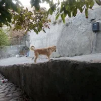 سگ سراب سگ نگهبان|سگ|کرج, باغستان|دیوار