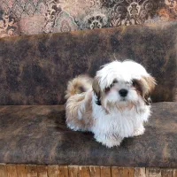 واگذاری توله سگ بامزه