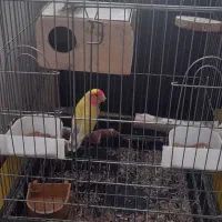 دوعددکوتله برزیلی سالم هستن همراه باقفس