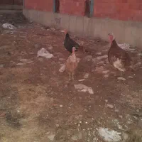 بوقلمون(قه لی خومالی)|حیوانات مزرعه|مریوان, |دیوار