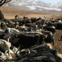 ۷ راس بز. توضیحات خوانده شود