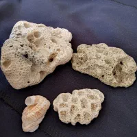 فسیل هم با هم سنگ قیمتی