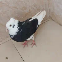 کبوتر شازده سیاه ماده پرشی.شب گرفتم