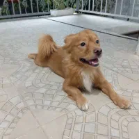 فروش یک قلاده سگpamer spaz