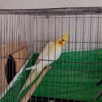 عروس هلندی جفت