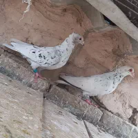 کفتر سار و رنگه