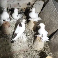 کبوتر ساری قرمز گویروخ