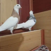 طوقی الماسی|پرنده|گلمکان, |دیوار