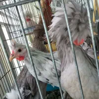 2عددخروس و مرغ نژاد دار سلطان